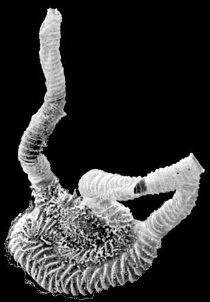 osobnik męski BENTOS 0,5 mm Dendrotubus dymorfizm płciowy Rhabdopleura