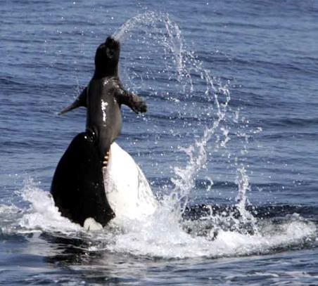 GRZECH antropomorfizmu orka Orcinus bawi się zabijaniem uchatki Otaria zwierzęta nie są automatami niektóre gatunki cechuje zdolność do empatii i