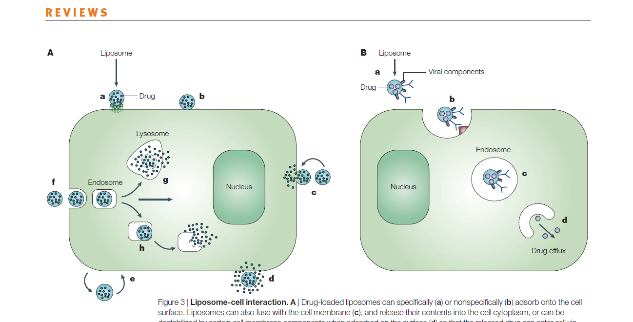 I. WSTĘP TEORETYCZNY Rysunek 9: Możliwe interakcje liposomów zawierających lek z komórką: specyficzna (a) lub niespecyficzna (b) absorpcja liposomów na powierzchni komórki; fuzja liposomów z błoną