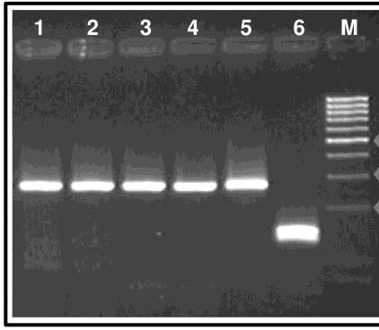 Hodowle in vitro Per1 Bmal1 Aktyna