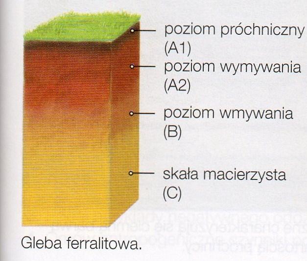 Czerwone i czerwonożółte gleby ferralitowe Występują w klimacie równikowym wybitnie wilgotnym, na obszarach które porasta wiecznie zielony las równikowy.