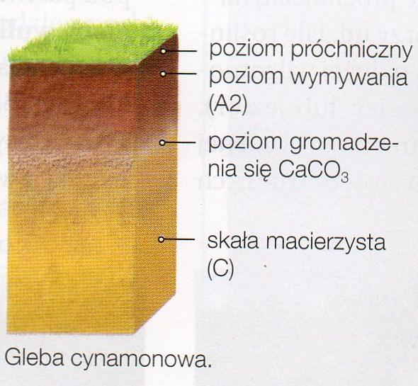 Gleby cynamonowe Występują w klimacie podzwrotnikowym śródziemnomorskim, na podłożu skał węglanowych, kształtują się na terenach porośniętych suchymi lasami i zaroślami.