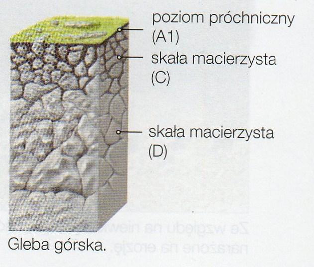 Gleby wulkaniczne Powstają na obszarach występowania skał wulkanicznych, np. na pokrywach bazaltowych(północny Dekan, Wyżyna Abisyńska), oraz na tufach wulkanicznych(jawa).