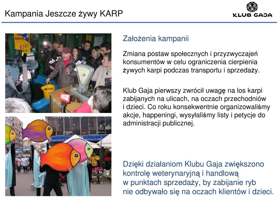 Klub Gaja pierwszy zwrócił uwagę na los karpi zabijanych na ulicach, na oczach przechodniów i dzieci.