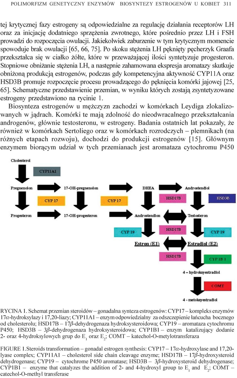 Po skoku stê enia LH pêkniêty pêcherzyk Graafa przekszta³ca siê w cia³ko ó³te, które w przewa aj¹cej iloœci syntetyzuje progesteron.