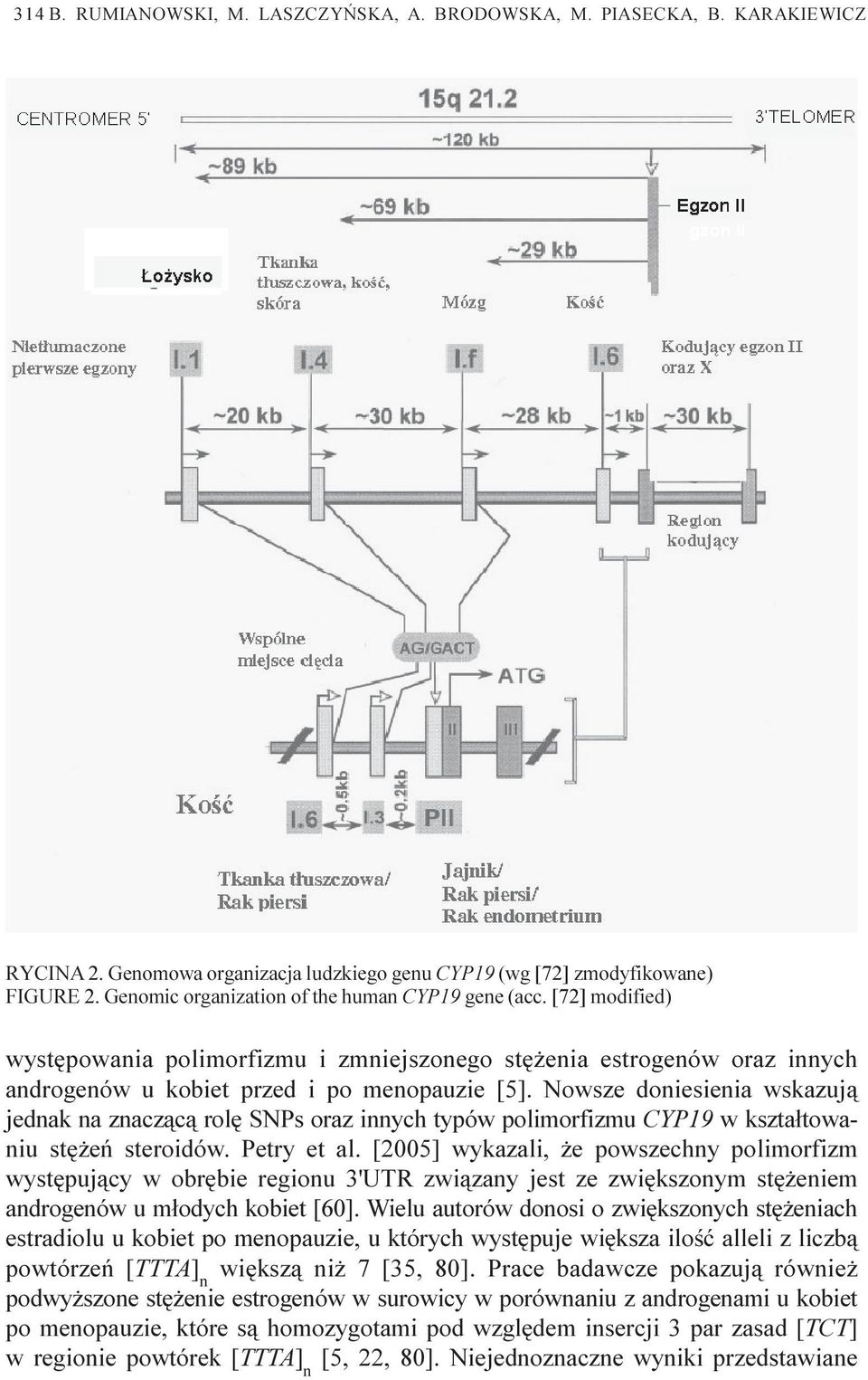 Nowsze doniesienia wskazuj¹ jednak na znacz¹c¹ rolê SNPs oraz innych typów polimorfizmu CYP19 w kszta³towaniu stê eñ steroidów. Petry et al.
