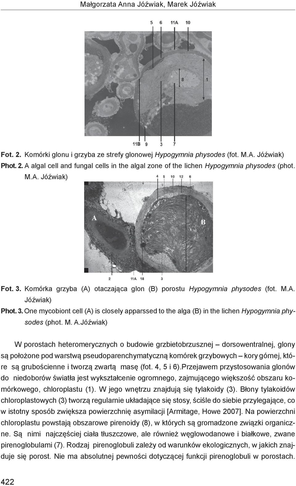 M. A.Jóźwiak) W porostach heteromerycznych o budowie grzbietobrzusznej dorsowentralnej, glony są położone pod warstwą pseudoparenchymatyczną komórek grzybowych kory górnej, które są grubościenne i