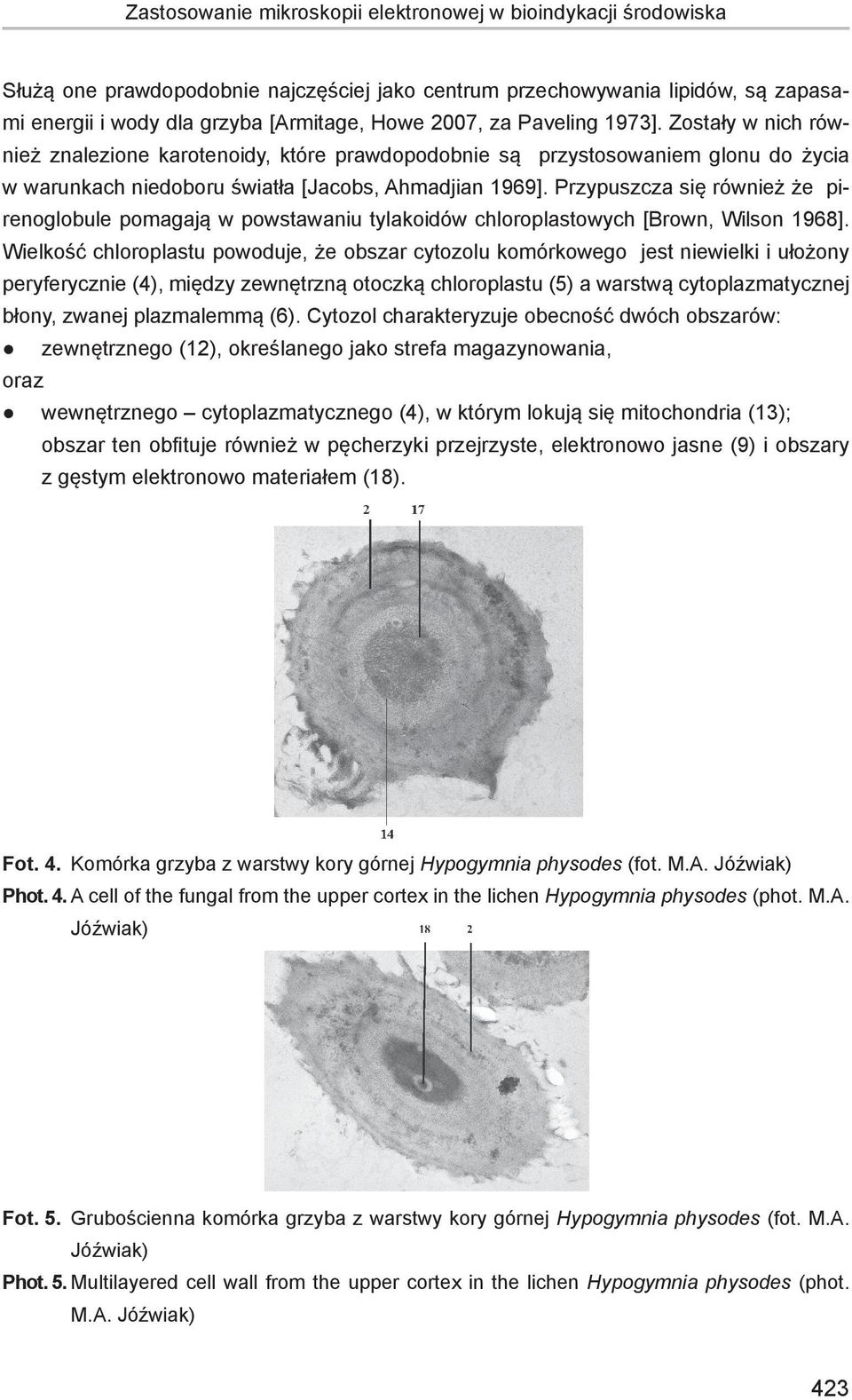 Przypuszcza się również że pirenoglobule pomagają w powstawaniu tylakoidów chloroplastowych [Brown, Wilson 1968].