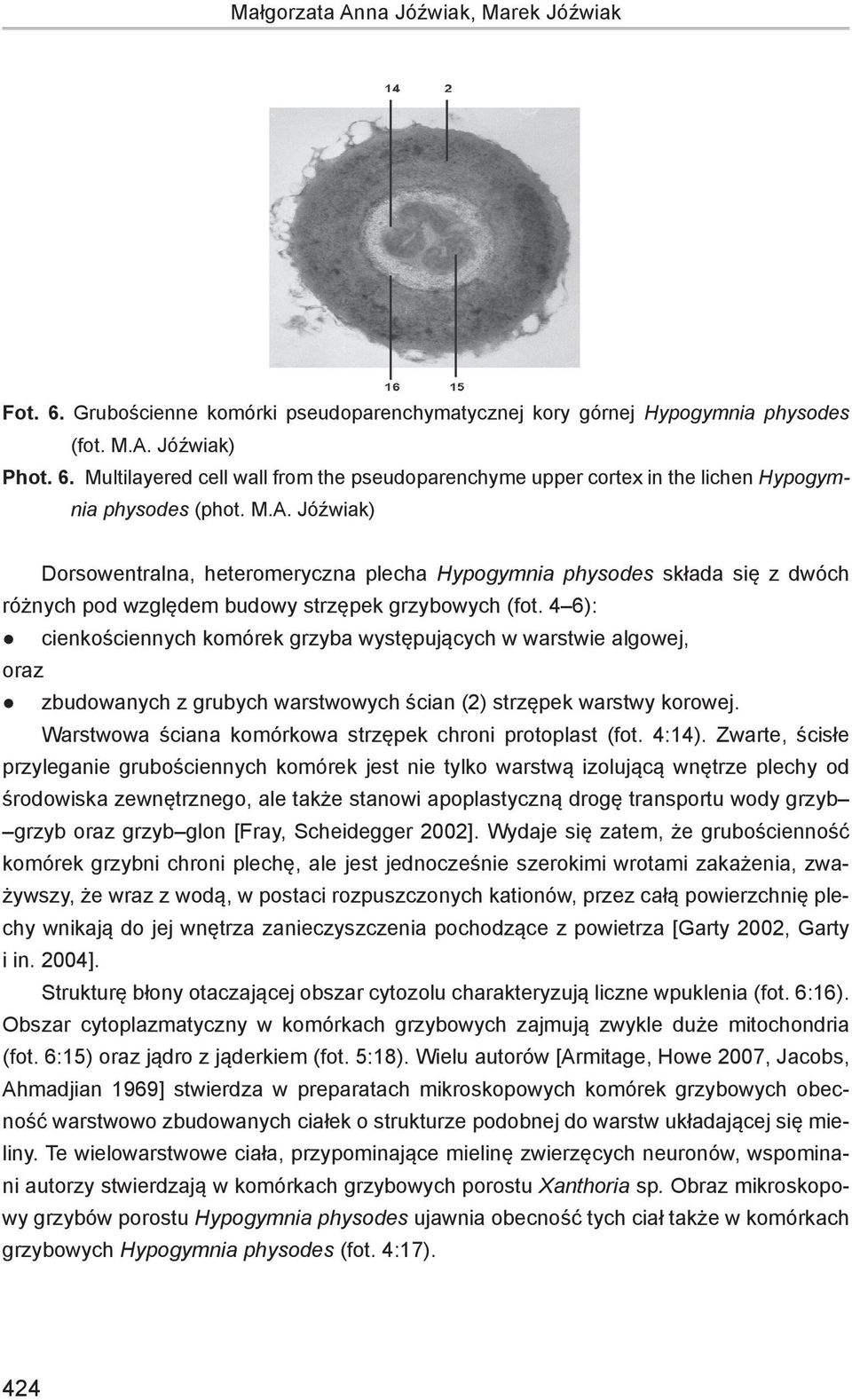 4 6): cienkościennych komórek grzyba występujących w warstwie algowej, oraz zbudowanych z grubych warstwowych ścian (2) strzępek warstwy korowej.