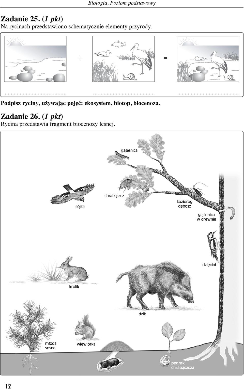 (1 pkt) Rycina przedstawia fragment biocenozy leênej.