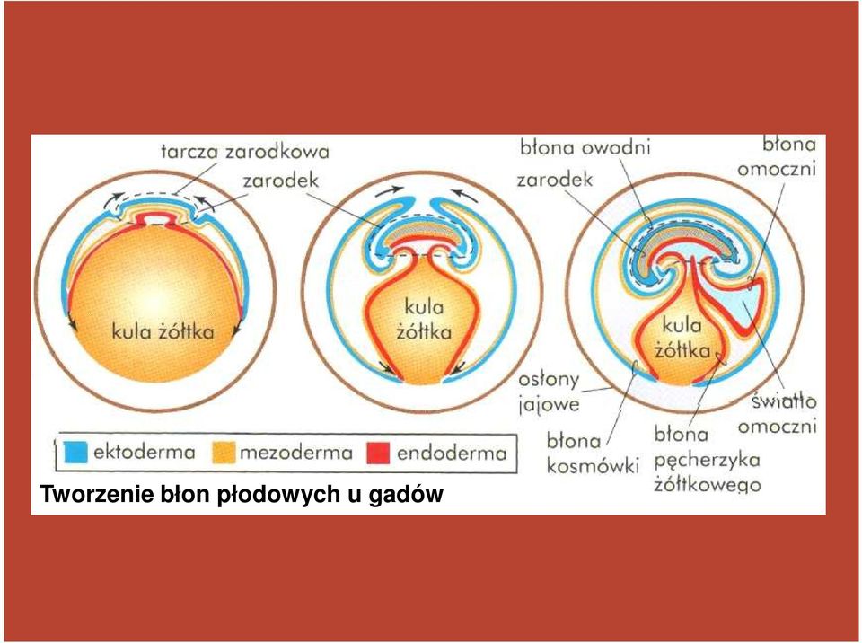 płodowych