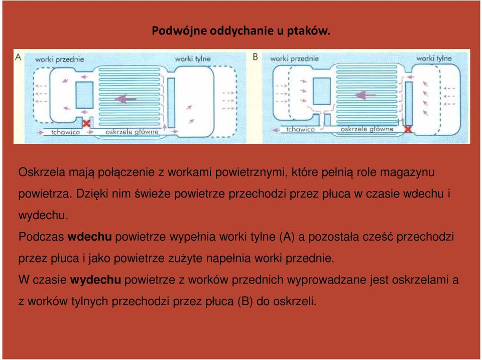 Podczas wdechu powietrze wypełnia worki tylne (A) a pozostała cześć przechodzi przez płuca i jako powietrze zużyte