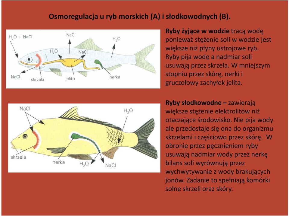 Ryby słodkowodne zawierają większe stężenie elektrolitów niż otaczające środowisko.