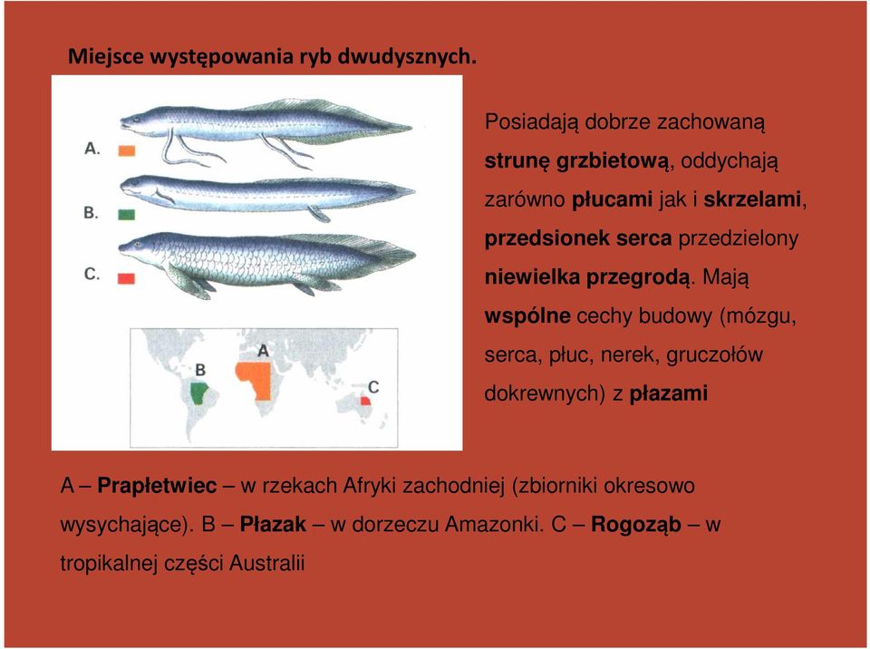 serca przedzielony niewielka przegrodą.