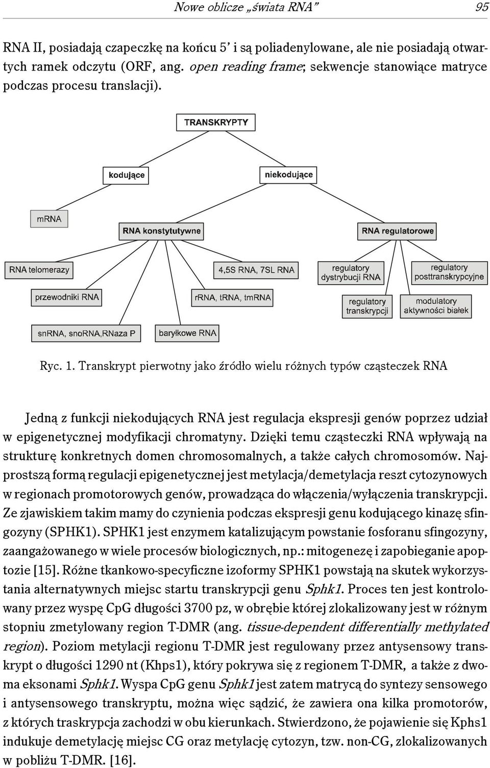 Transkrypt pierwotny jako źródło wielu różnych typów cząsteczek RNA Jedną z funkcji niekodujących RNA jest regulacja ekspresji genów poprzez udział w epigenetycznej modyfikacji chromatyny.