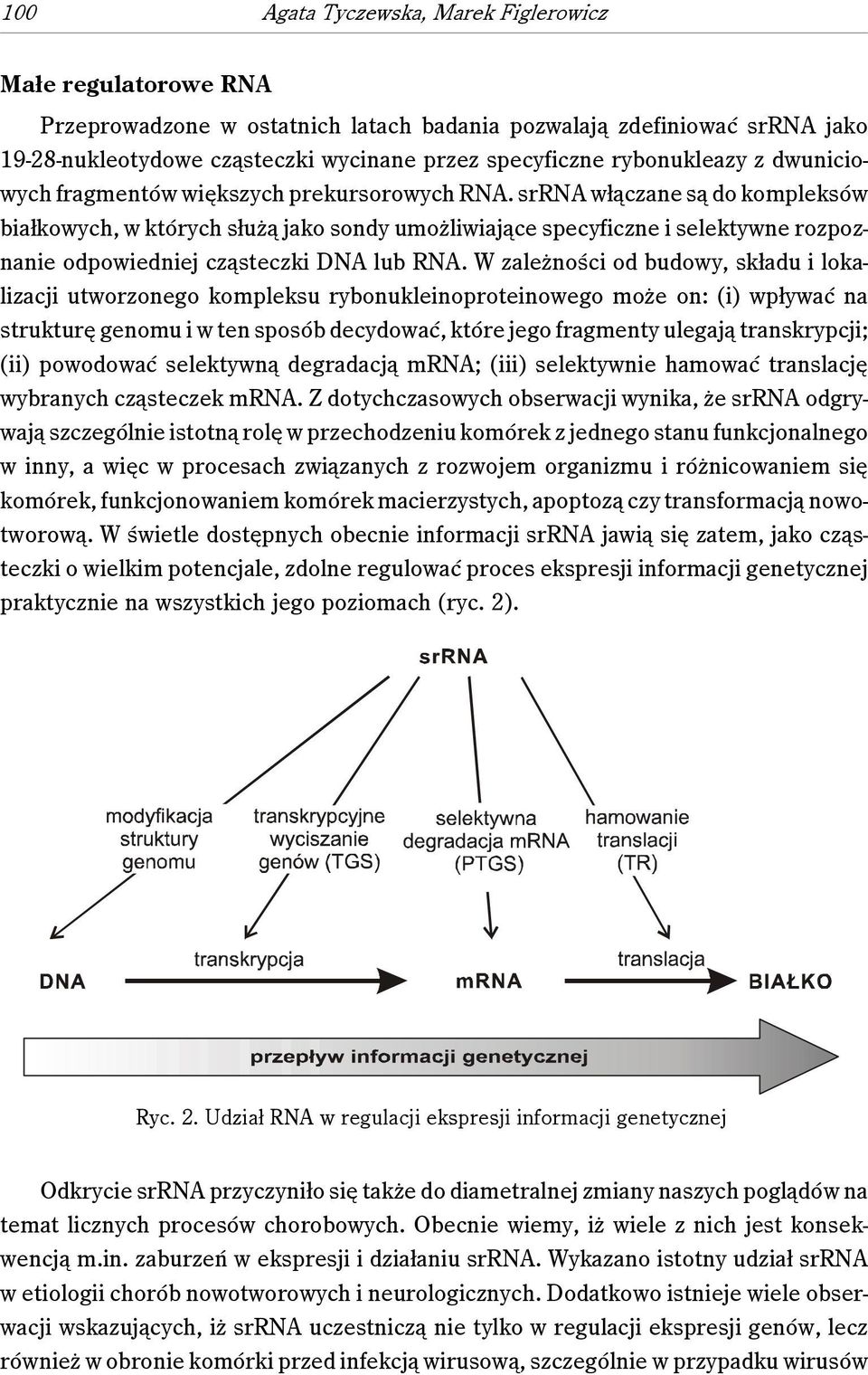 srrna włączane są do kompleksów białkowych, w których służą jako sondy umożliwiające specyficzne i selektywne rozpoznanie odpowiedniej cząsteczki DNA lub RNA.