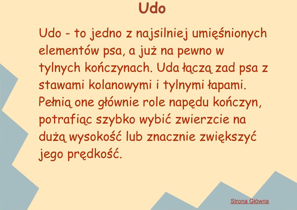 Uda łączą zad psa z stawami kolanowymi i tylnymi łapami.