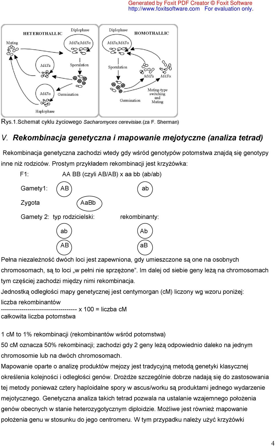 Prostym przykładem rekombinacji jest krzyżówka: F1: AA BB (czyli AB/AB) x aa bb (ab/ab) Gamety1: AB ab Zygota AaBb Gamety 2: typ rodzicielski: ab AB rekombinanty: Ab ab Pełna niezależność dwóch loci