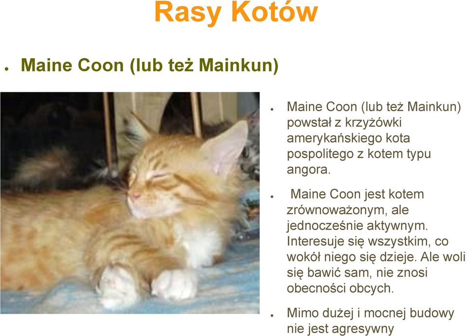 Maine Coon jest kotem zrównoważonym, ale jednocześnie aktywnym.