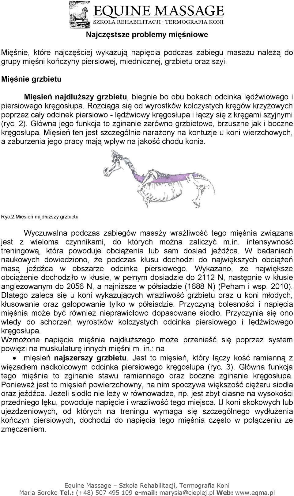 Rozciąga się od wyrostków kolczystych kręgów krzyżowych poprzez cały odcinek piersiowo - lędźwiowy kręgosłupa i łączy się z kręgami szyjnymi (ryc. 2).