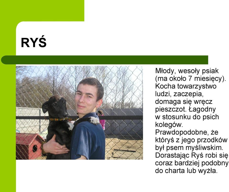 Łagodny w stosunku do psich kolegów.