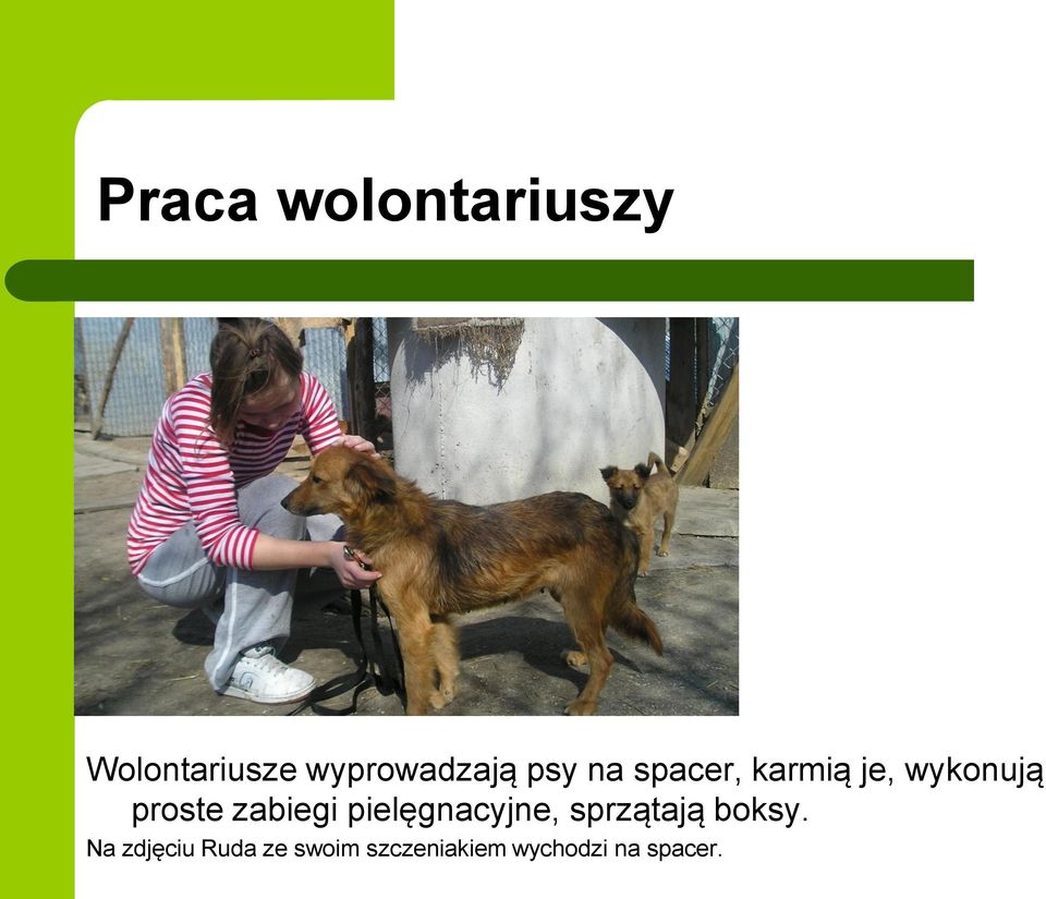 zabiegi pielęgnacyjne, sprzątają boksy.