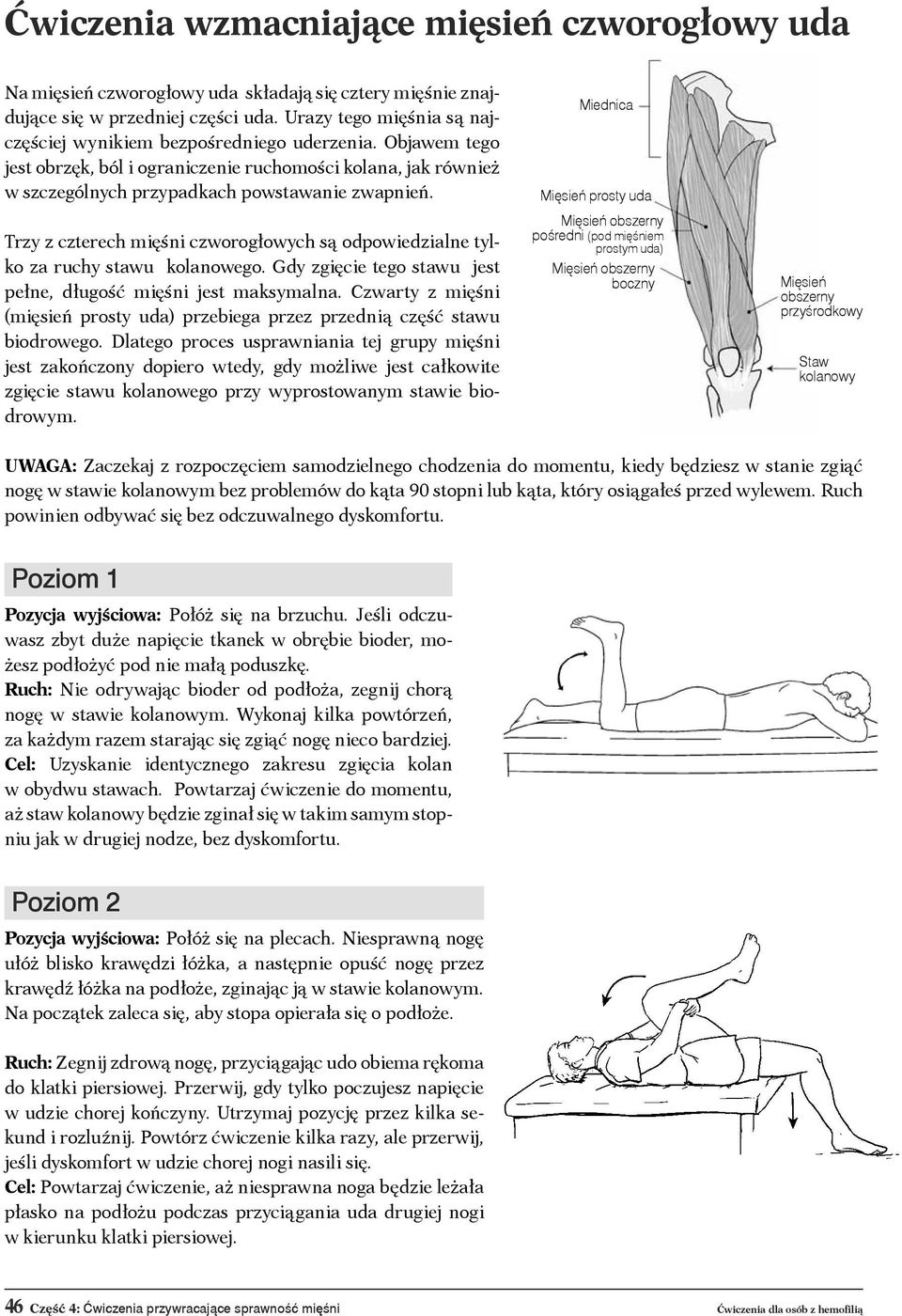 Trzy z czterech mięśni czworogłowych są odpowiedzialne tylko za ruchy stawu kolanowego. Gdy zgięcie tego stawu jest pełne, długość mięśni jest maksymalna.