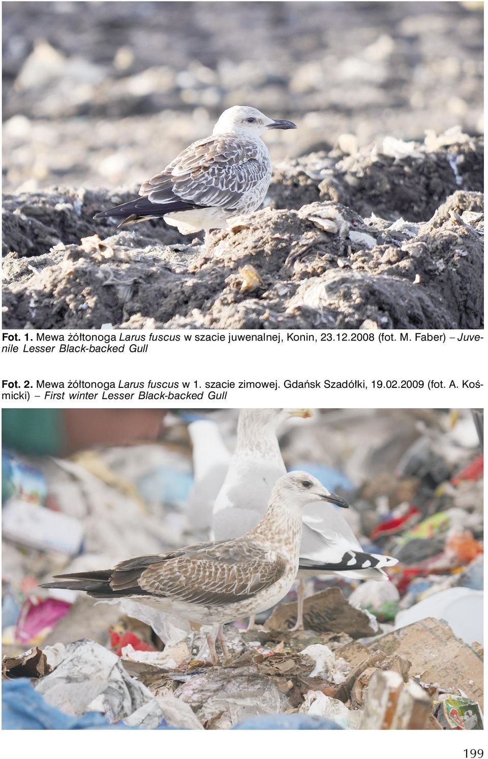 Mewa żółtonoga Larus fuscus w 1. szacie zimowej.