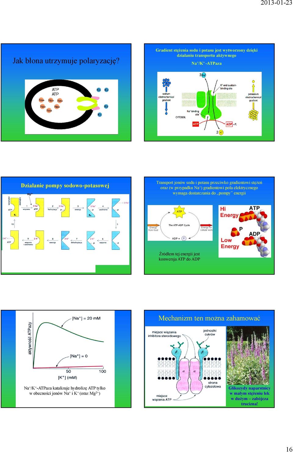2+ Transport jonów sodu i potasu przeciwko gradientowi stężeń oraz (w przypadku Na + ) gradientowi pola elektrycznego wymaga dostarczania do