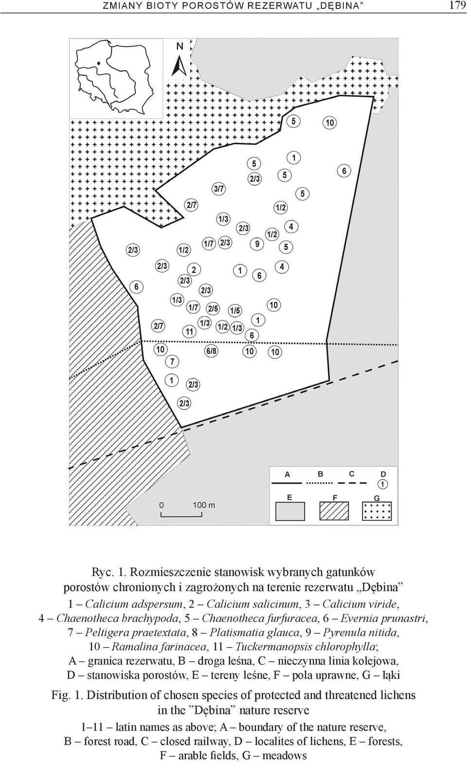 Rozmieszczenie stanowisk wybranych gatunków porostów chronionych i zagrożonych na terenie rezerwatu Dębina 1 Calicium adspersum, 2 Calicium salicinum, 3 Calicium viride, 4 Chaenotheca brachypoda, 5