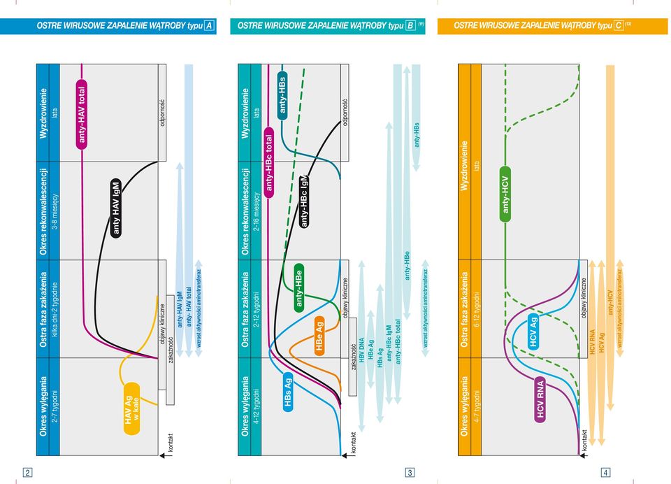 HBs Ag HBe Ag anty-hbe objawy kliniczne zakaźność HBV DNA HBe Ag HBs Ag anty-hbc IgM anty-hbc total anty-hbe wzrost aktywności aminotransferaz Okres wylęgania Ostra faza zakażenia 4-7 tygodni HCV RNA