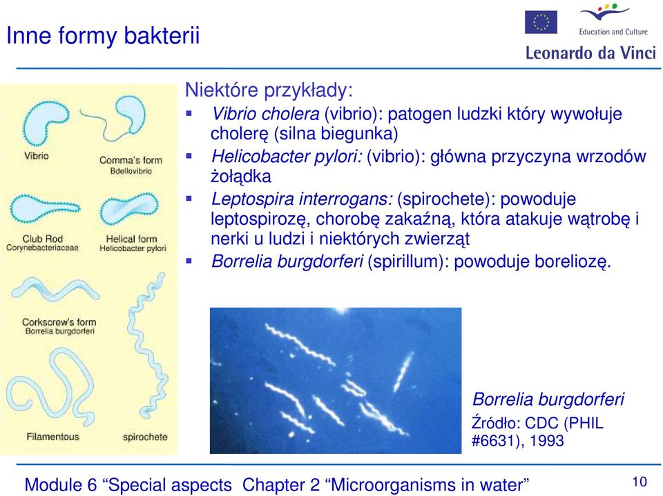 leptospirozę, chorobę zakaźną, która atakuje wątrobę i nerki u ludzi i niektórych zwierząt Borrelia burgdorferi