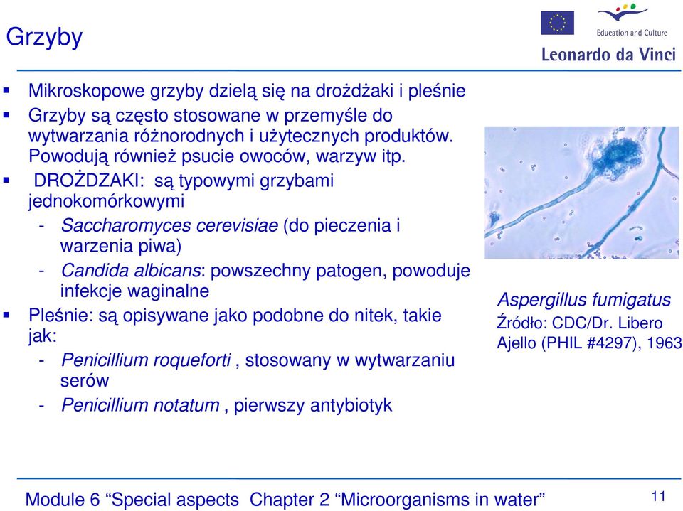 DROŻDZAKI: są typowymi grzybami jednokomórkowymi - Saccharomyces cerevisiae (do pieczenia i warzenia piwa) - Candida albicans: powszechny patogen, powoduje infekcje