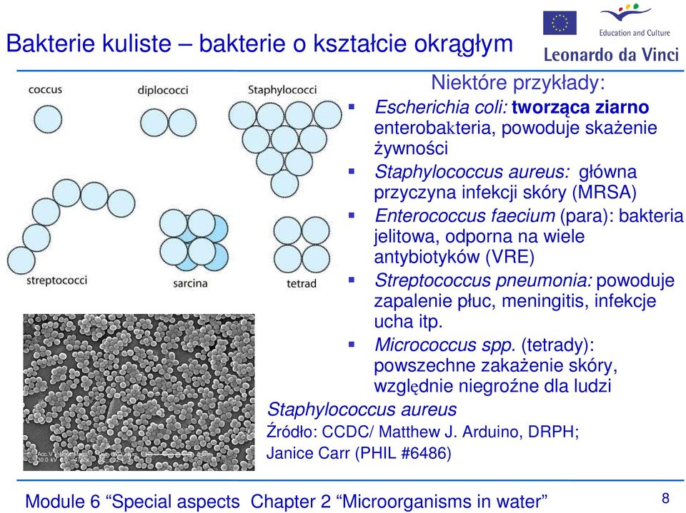 Streptococcus pneumonia: powoduje zapalenie płuc, meningitis, infekcje ucha itp. Micrococcus spp.