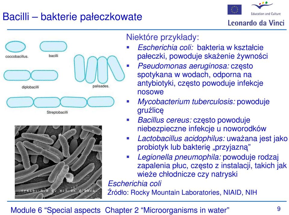 u noworodków Lactobacillus acidophilus: uważana jest jako probiotyk lub bakterię przyjazną Legionella pneumophila: powoduje rodzaj zapalenia płuc, często z instalacji,