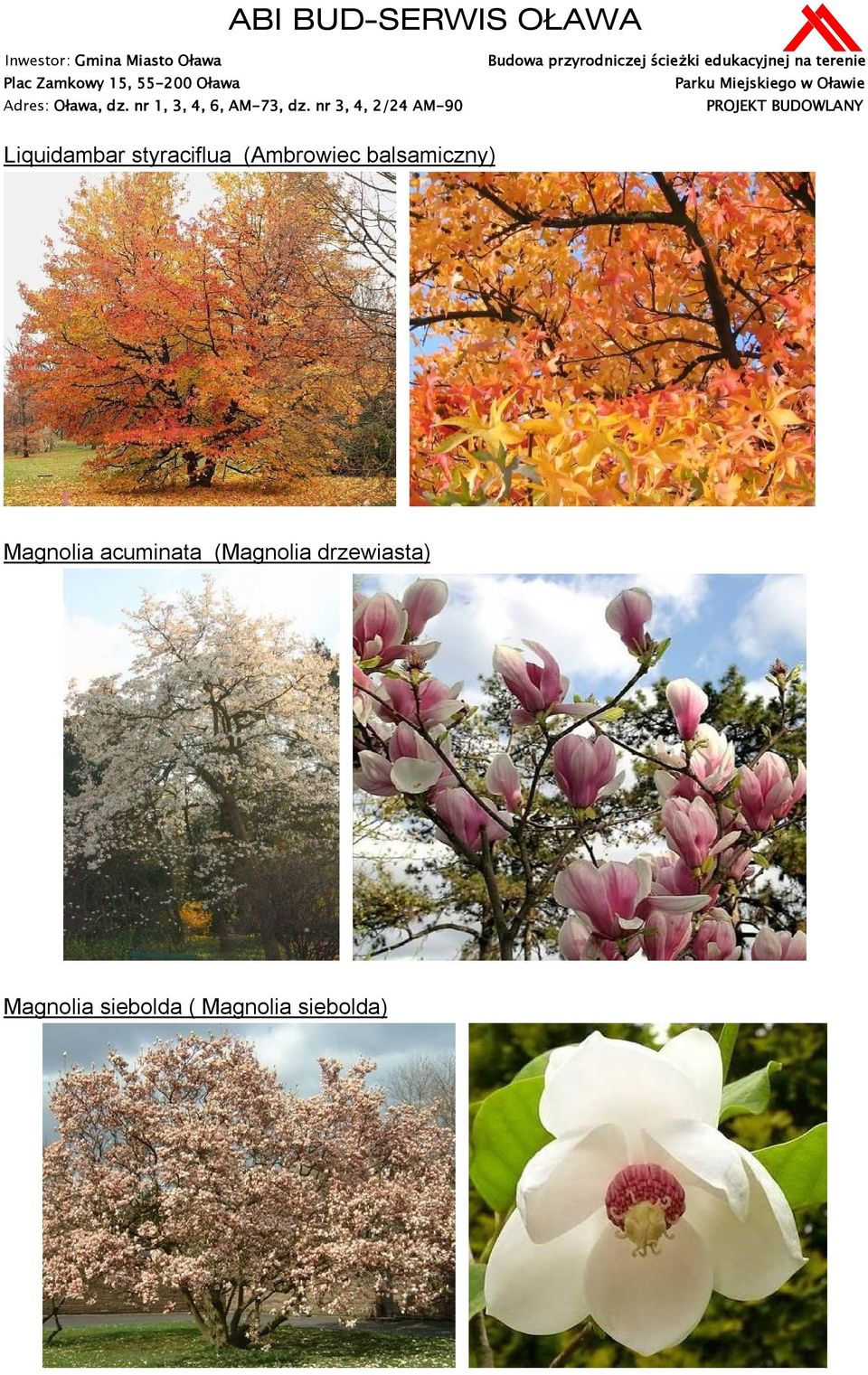 Magnolia acuminata (Magnolia