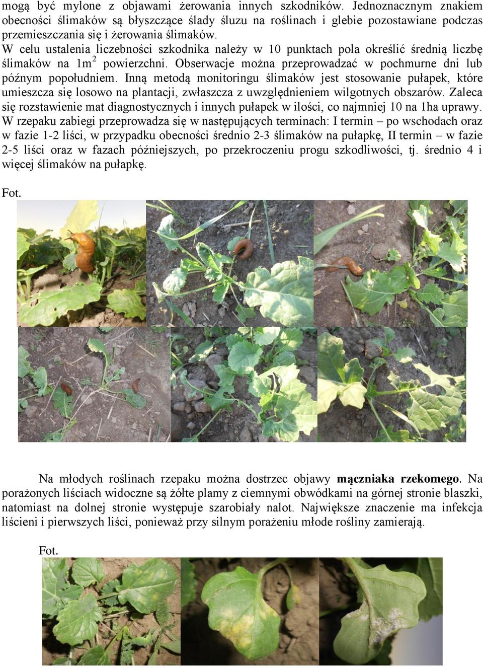 W celu ustalenia liczebności szkodnika należy w 10 punktach pola określić średnią liczbę ślimaków na 1m 2 powierzchni. Obserwacje można przeprowadzać w pochmurne dni lub późnym popołudniem.