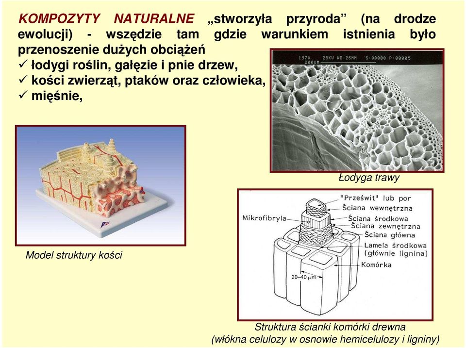 drzew, kości zwierząt, ptaków oraz człowieka, mięśnie, Łodyga trawy Model struktury