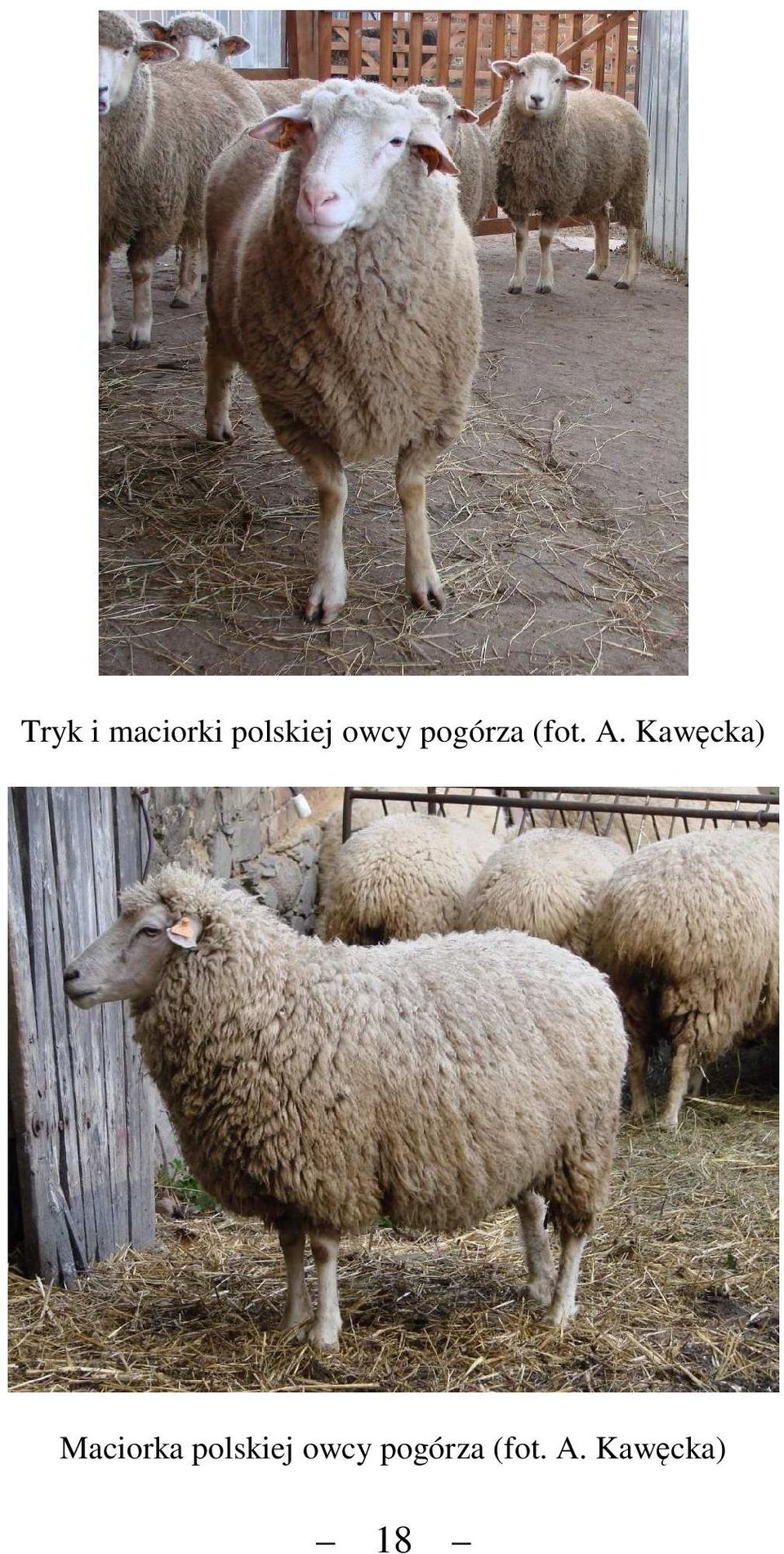 Kawęcka) Maciorka polskiej