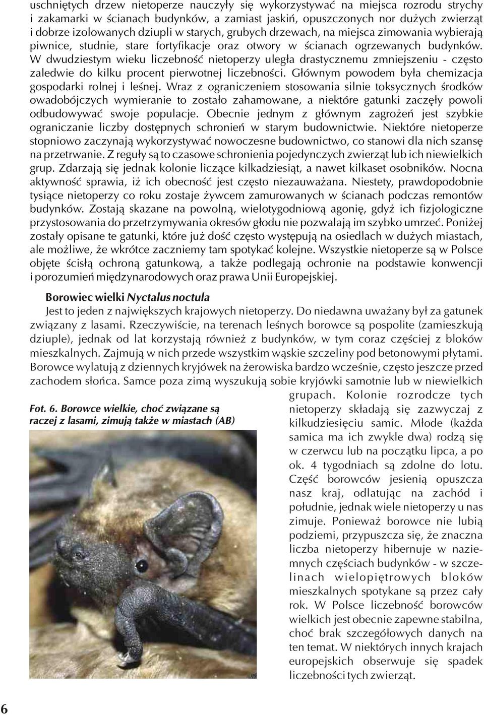W dwudziestym wieku liczebnoœæ nietoperzy uleg³a drastycznemu zmniejszeniu - czêsto zaledwie do kilku procent pierwotnej liczebnoœci. G³ównym powodem by³a chemizacja gospodarki rolnej i leœnej.