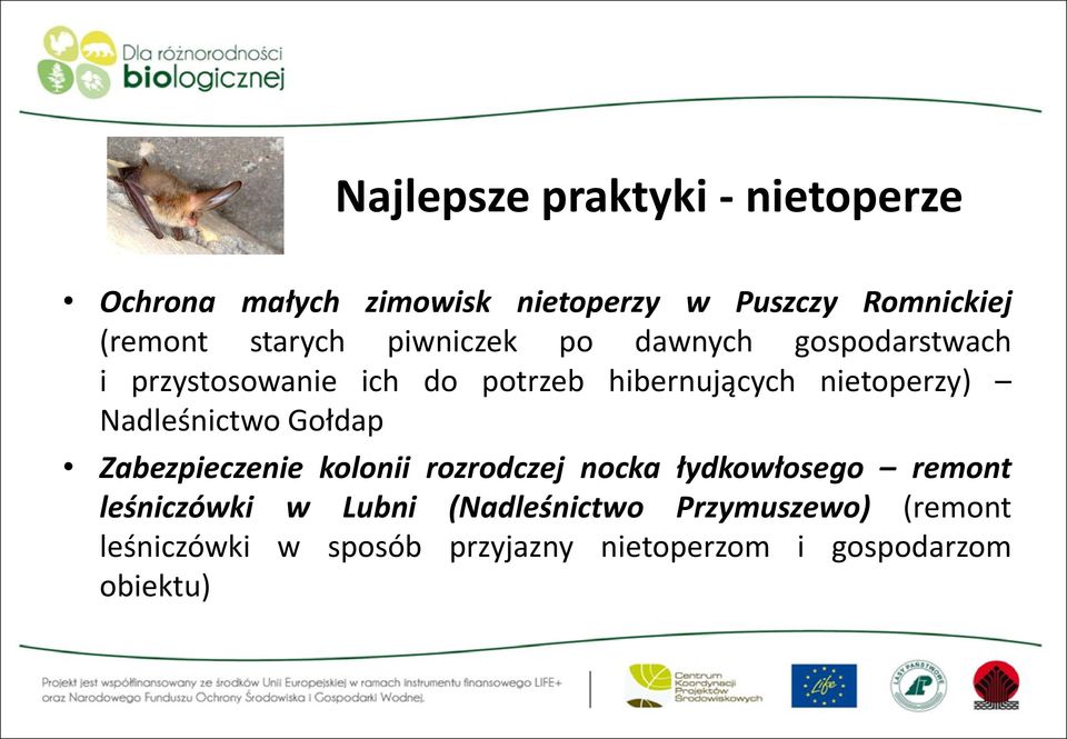 nietoperzy) Nadleśnictwo Gołdap Zabezpieczenie kolonii rozrodczej nocka łydkowłosego remont