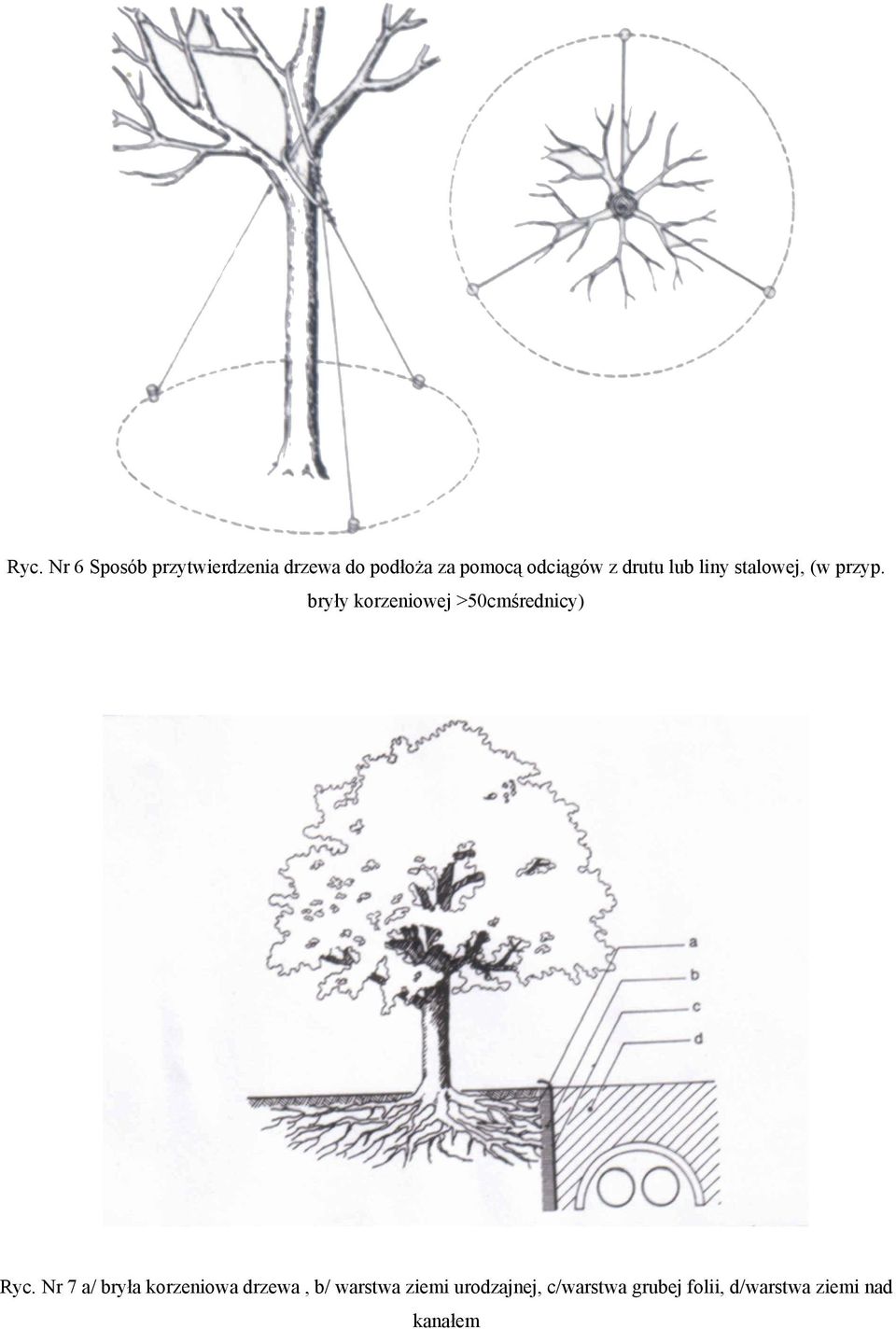 bryły korzeniowej >50cmśrednicy) Ryc.