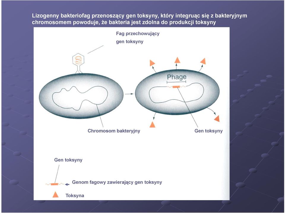 produkcji toksyny Fag przechowujący gen toksyny Chromosom