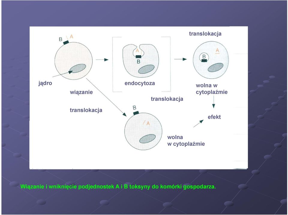 efekt wolna w cytoplaźmie Wiązanie i