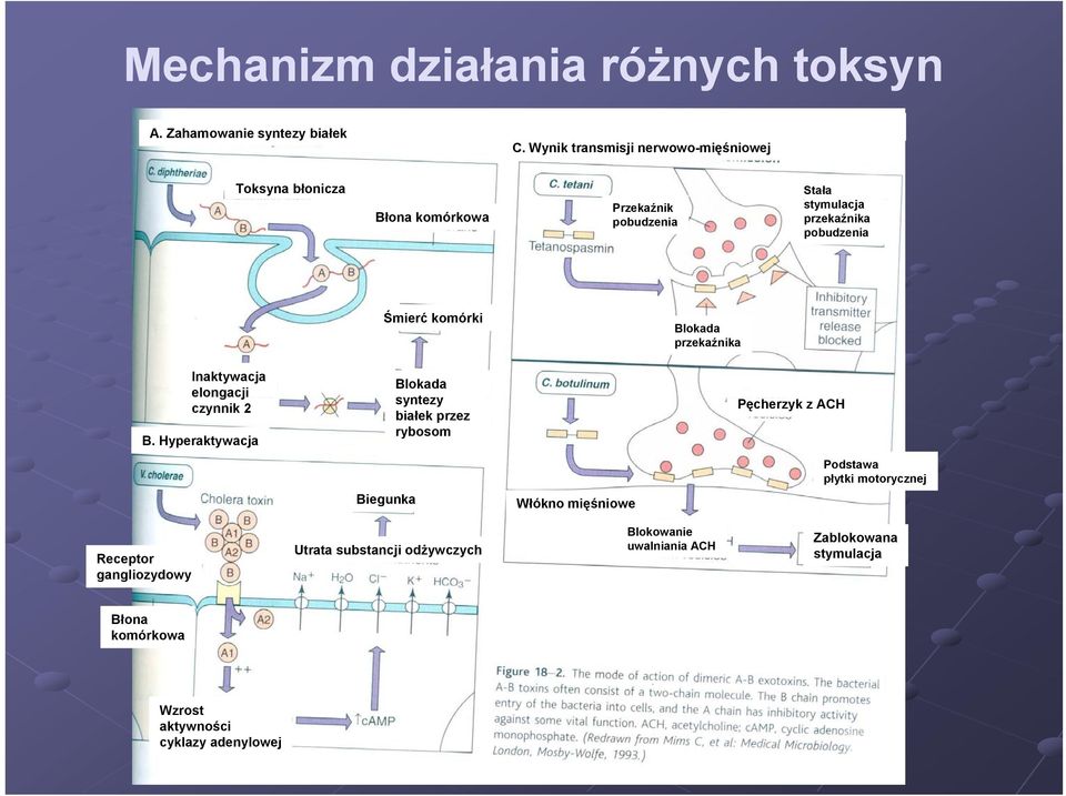 Śmierć komórki Blokada przekaźnika Inaktywacja elongacji czynnik 2 B.