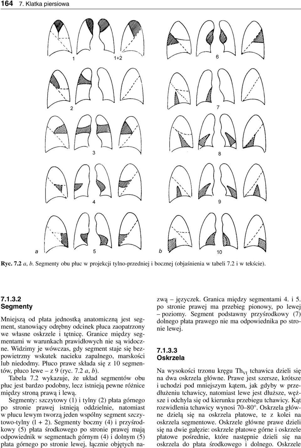 Widimy je wówcas, gdy segment staje się bepowietrny wskutek nacieku apalnego, marskości lub niedodmy. Płuco prawe składa się 10 segmentów, płuco lewe 9 (ryc. 7.2 a, b). Tabela 7.