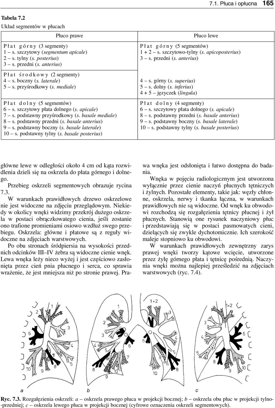 basale mediale) 8 s. podstawny predni (s. basale anterius) 9 s. podstawny bocny (s. basale laterale) 10 s. podstawny tylny (s. basale posterius) Płuco lewe P ł a t g ó r n y (5 segmentów) 1 + 2 s.