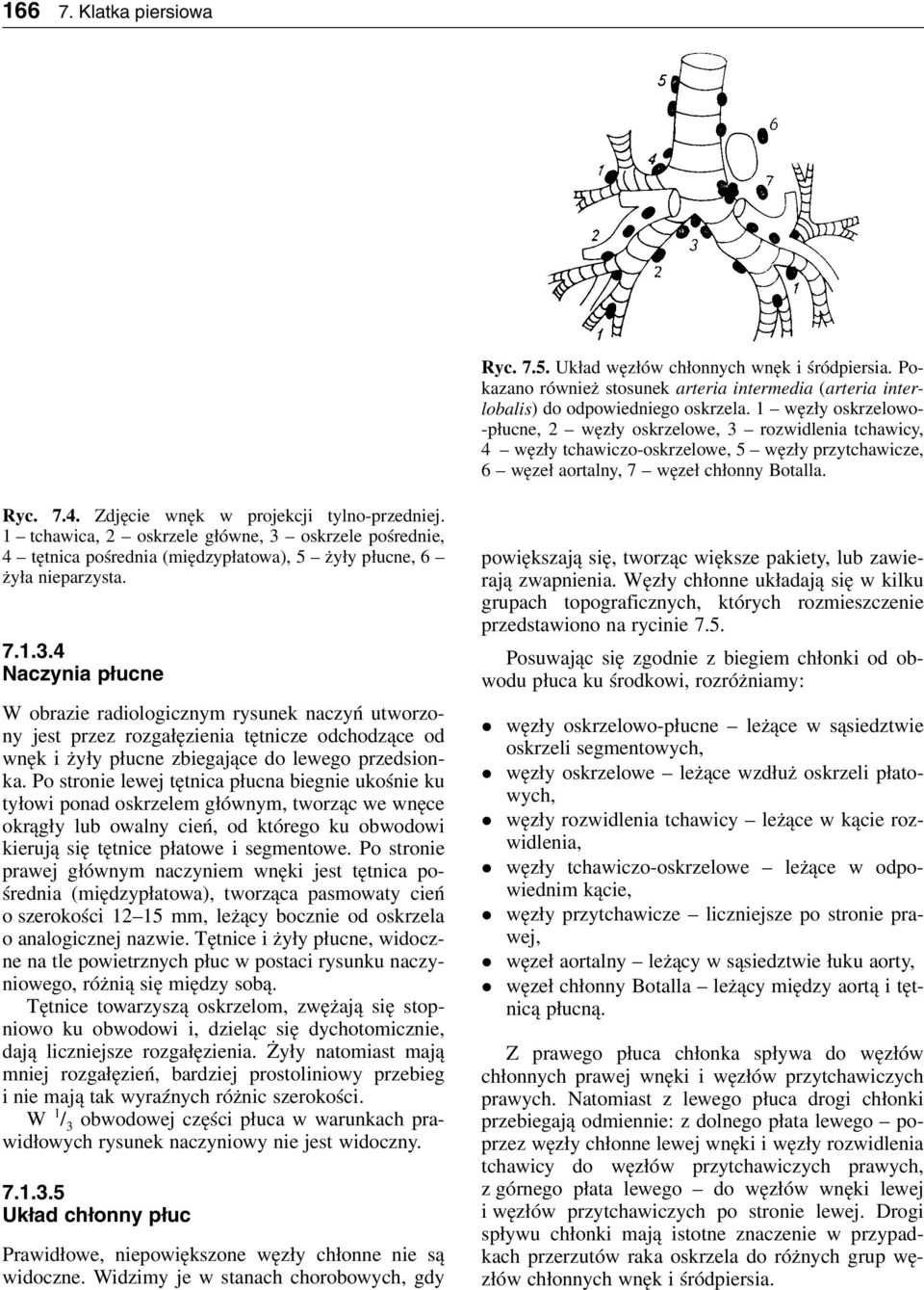 1 tchawica, 2 oskrele główne, 3 oskrele pośrednie, 4 tętnica pośrednia (międypłatowa), 5 żyły płucne, 6 żyła nieparysta. 7.1.3.4 Nacynia płucne W obraie radiologicnym rysunek nacyń utworony jest pre rogałęienia tętnice odchodące od wnęk i żyły płucne biegające do lewego predsionka.