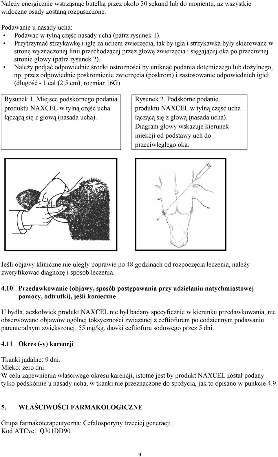 Przytrzymać strzykawkę i igłę za uchem zwierzęcia, tak by igła i strzykawka były skierowane w stronę wyznaczonej linii przechodzącej przez głowę zwierzęcia i sięgającej oka po przeciwnej stronie