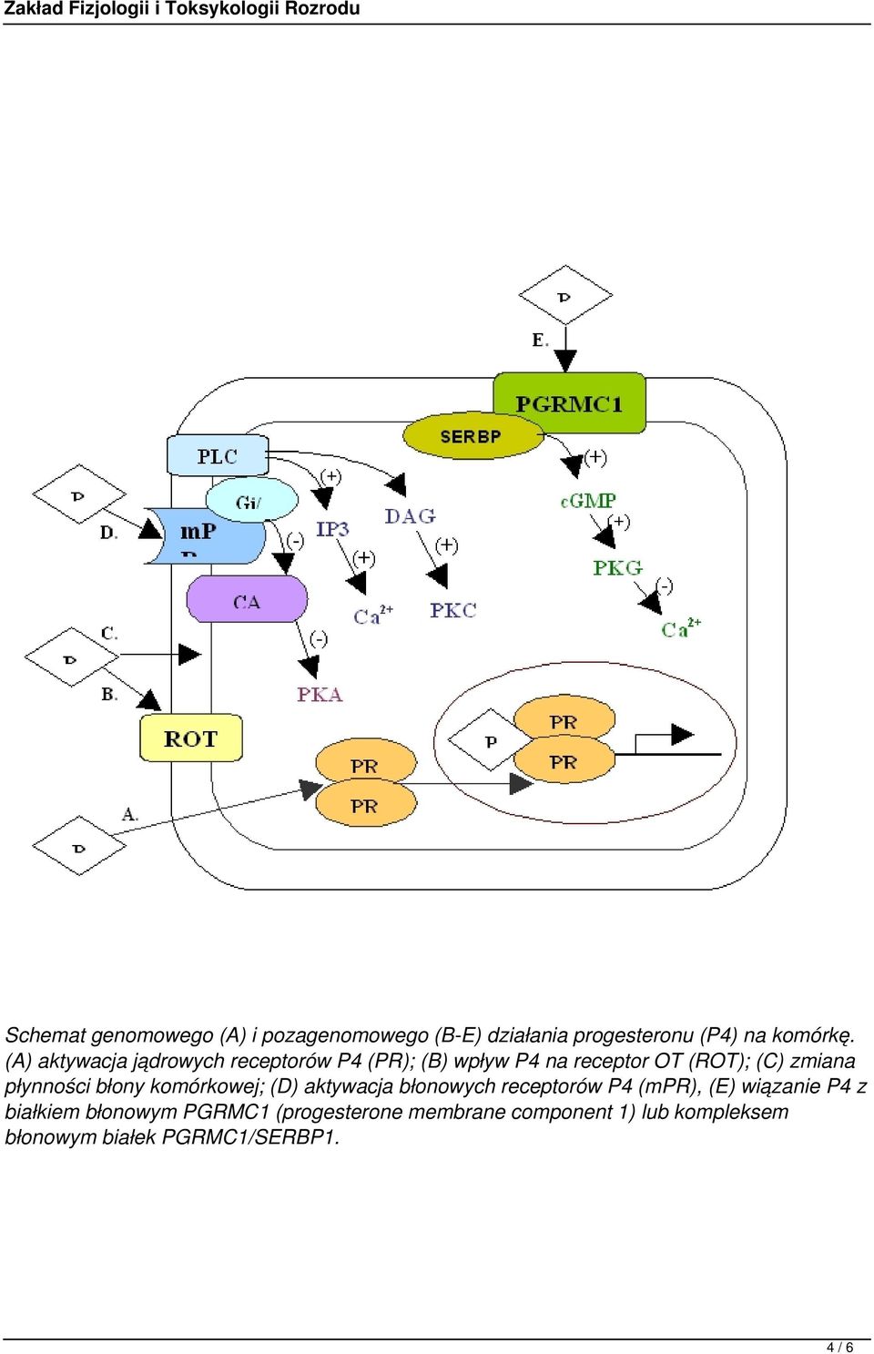 płynności błony komórkowej; (D) aktywacja błonowych receptorów P4 (mpr), (E) wiązanie P4 z